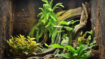 Zoo display, reptile (frog) terrarium with colorful plants, tree log, close-up. Zoology, biology,...