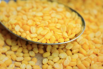 soybean seeds