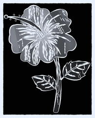 hibiscus flower illustration