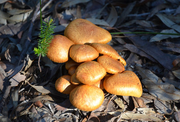 Clump of golden mushrooms on the forest floor