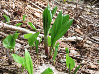 春の恵み　ギョウジャニンニク