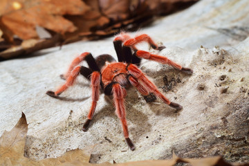 Birdeater tarantula spider Brachypelma boehmei in natural forest environment. Bright red colourful giant arachnid.
