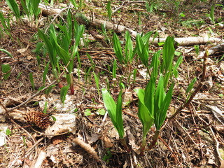 春の恵み　ギョウジャニンニク