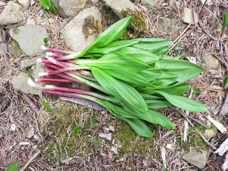 ギョウジャニンニクの束