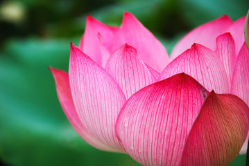Blossoming lotus flower in summer
