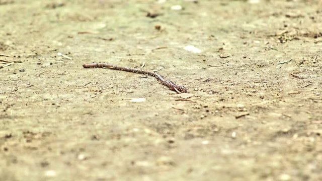 Earth worm on a dried ground