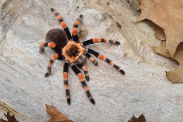 Birdeater tarantula spider Brachypelma smithi in natural forest environment. Bright orange colourful giant arachnid. - obrazy, fototapety, plakaty