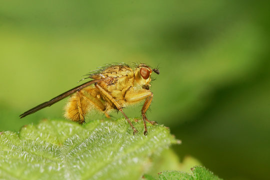 Fly - Yellow Dung Fly, Scathophaga stercoraria
