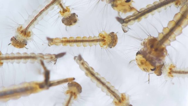 Close Up Mosquito Larvae Aedes aegypti Seen With 15x Magnification. Transmits Zika Virus, West Nile, Chikungunya virus and Malaria