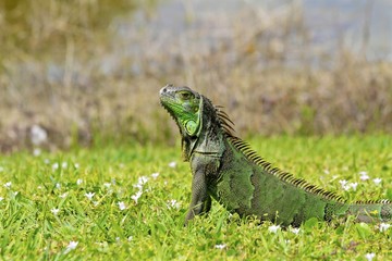 Green Iguana at the gardens in Morikami