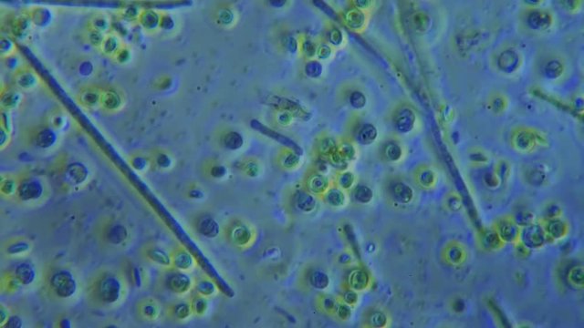 Unicellular Plant Life and Protozoa Time Lapse 800x Magnification Phase Microscope