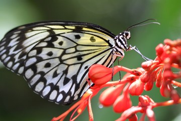 macro of a paper white butterfly, ventral view, feeding on a red flower