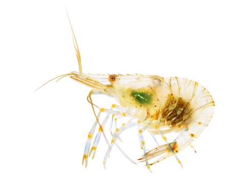 Common baltic shrimp Palaemon adspersus isolated over white. Transparent shrimp.