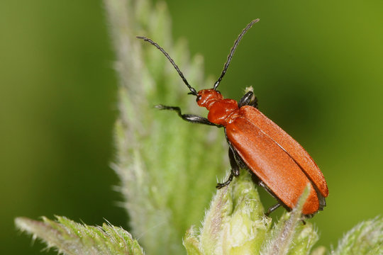 Red-headed Cardinal Beetle, Pyrochroa serraticornis