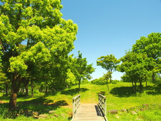 初夏のみさと公園風景