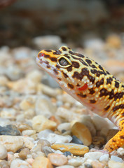 Fototapeta premium Leopard gecko Eublepharis macularius in natural environment