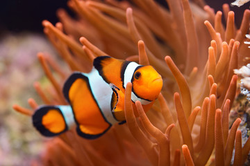 Amphiprion ocellaris clownfish in marine aquarium. Orange corals in the background. Colorful pattern, texture, wallpaper, panoramic underwater view. Concept art, graphic resources, macro photography - obrazy, fototapety, plakaty