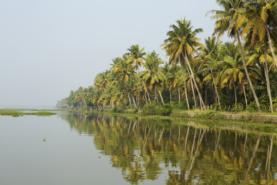 Palm trees at water's edge, Kerala, India