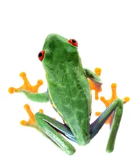 red-eye tree frog  Agalychnis callidryas isolated on white