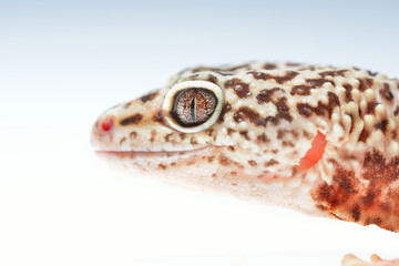 Leopard gecko Eublepharis macularius isolated on white