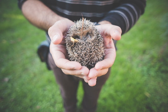 Man holding hedgehog