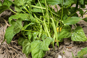 Agricultural field on which grow the young green cabbage, spring