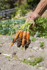 Fresh carrots fresh from a farm field