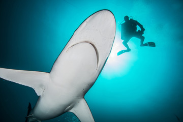Silky sharks (Carcharhinus falciformis) and diver at Socorro Island, Revillagigedo, Mexico