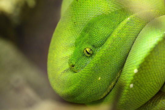 Green tree python Morelia viridis. Young green snake folded on a stick.