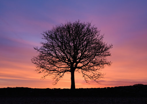 Silhouetted bare ash tree at sunset