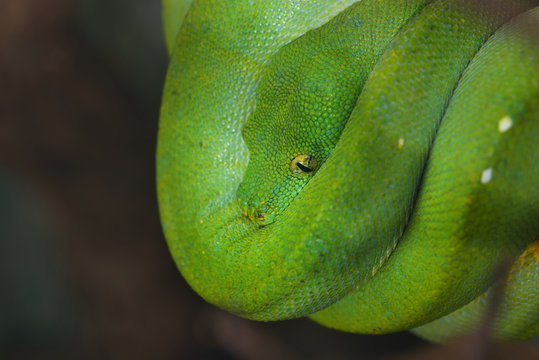 Green tree python Morelia viridis. Young green snake folded on a stick.