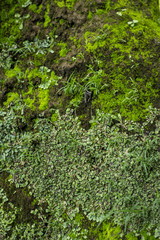 old place decorated in green areas