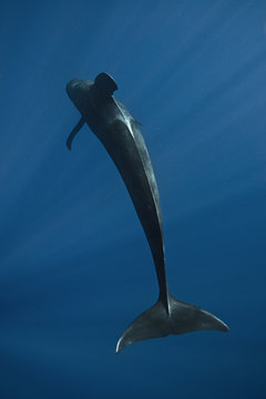 Short-finned pilot whale (Globicephala macrorhynchus) cruising off the pacific coast of Baja California, Mexico