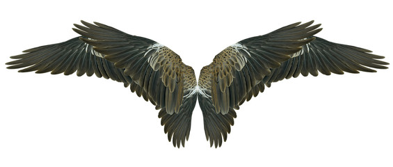 Fototapeta premium Wings isolated on white
