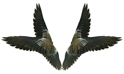 Fototapeta premium Skrzydła na białym tle