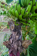 Owl butterflies (Caligo eurilochus) in Mariposario (The Butterfly House) in Mindo, Ecuador