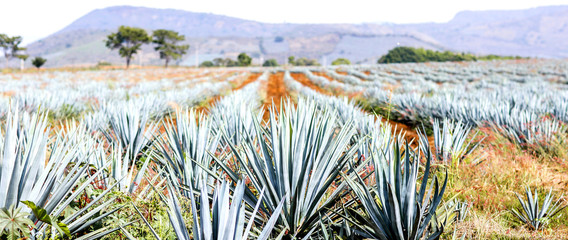 Agave tequila landscape to Guadalajara, Jalisco, Mexico. - obrazy, fototapety, plakaty