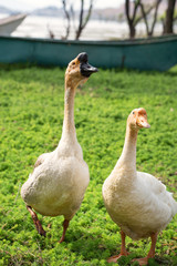 Two geese walking on grass