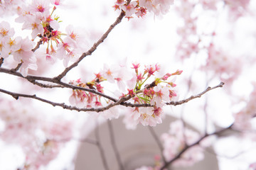 A cherry blossom or Sakura in Japan. The blooming flower represents the Spring and also is one of the Japanese famous symbol.