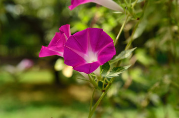 朝顔
Flowering morning glory.