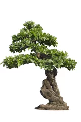 Foto auf Acrylglas Bonsai Bonsai-Baum, isoliert auf weiss