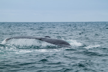 Humpback whale in Machalilla National Park, Ecuador