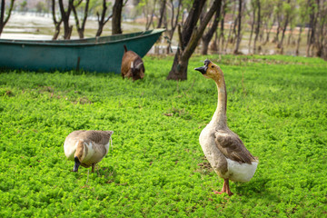 goose on the grass