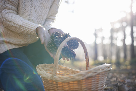 Cropped shot of mature woman picking pine cones for basket in forest