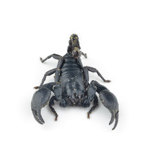 Scorpion isolated on white
