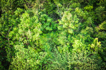 View from the top of the garden