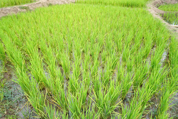 rice paddy
