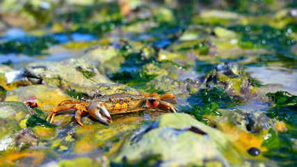 Red shore crab (Carcinus maenus) in its natural habitat on the coast of Normandy, France © Alex Stemmer