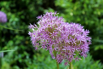 purple flowers and bee