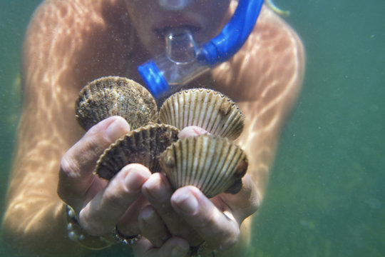 Underwater close up of female scuba divers hands holding live scallops, Port St Joe, Florida, USA